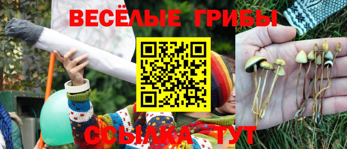 Псилоцибиновые грибы Cubensis Клин